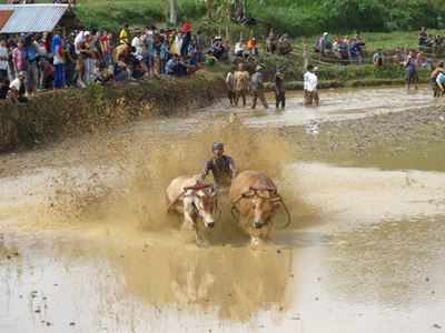 写真11　タナダタール名物牛祭り