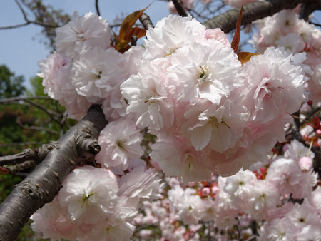 「イチョウ」桜