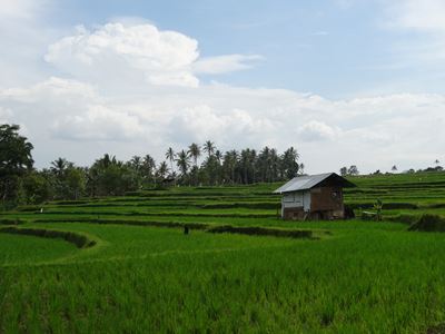 写真1 棚田風景