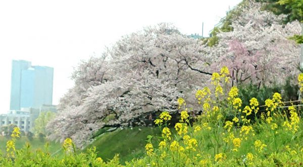 千鳥ヶ淵の周辺にて